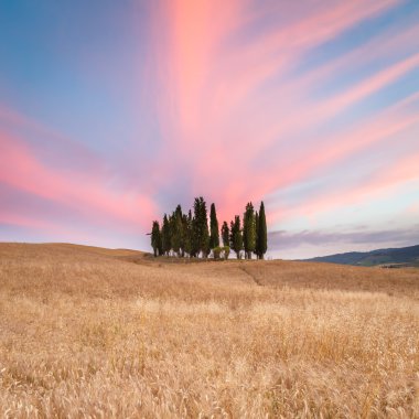 Toskana 'daki selvi grubu.