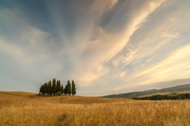 Toskana 'daki selvi grubu.