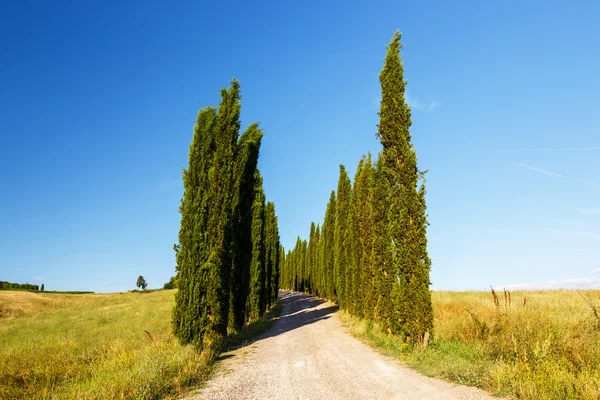 Road to farmhouse, Tuscany, Italy — Stock Photo, Image