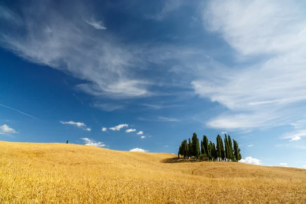 Campos de grano y grupo de cipreses en Toscana — Foto de Stock