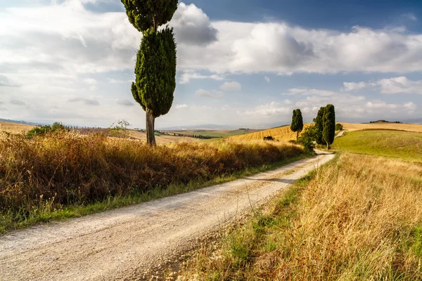 Carretera con cipreses en Toscana —  Fotos de Stock