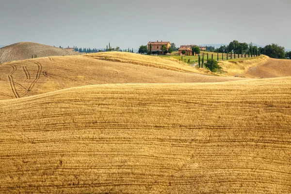 Grain fields in Tuscany — Stock Photo, Image