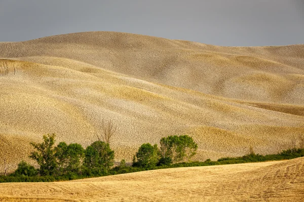 Campos de grano en Toscana —  Fotos de Stock
