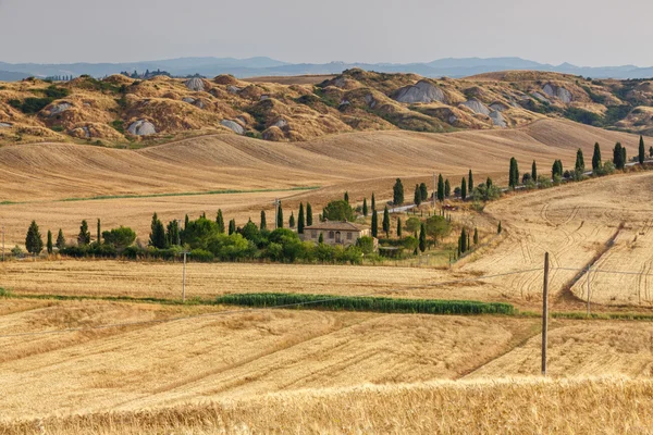 Grain fields in Tuscany — Stock Photo, Image