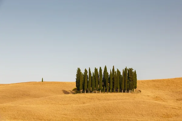 Group of cypresses, Tuscany, Italy — Stock Photo, Image