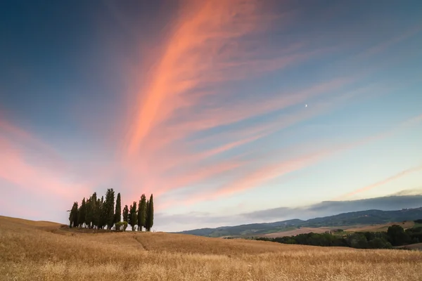 Grupo de ciprestes na Toscana — Fotografia de Stock