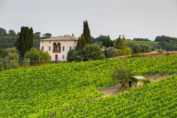 Vineyard near Montalcino — Stock Photo, Image