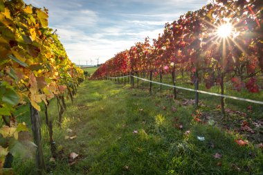 Vineyard günbatımı