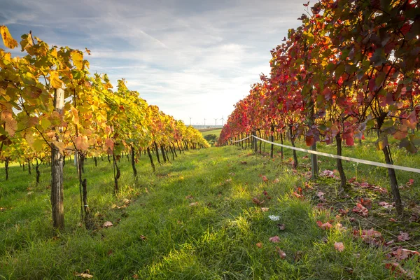 Tramonto della vigna — Foto Stock