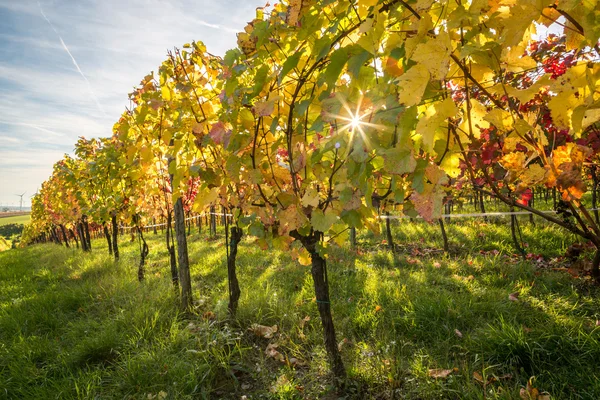 Coucher de soleil dans le vignoble — Photo