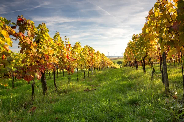 Coucher de soleil dans le vignoble — Photo