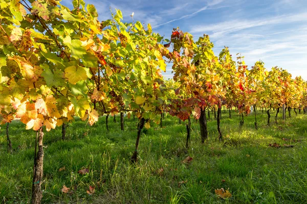 Sonnenuntergang im Weinberg — Stockfoto