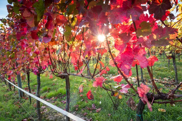 Wijngaard zonsondergang — Stockfoto