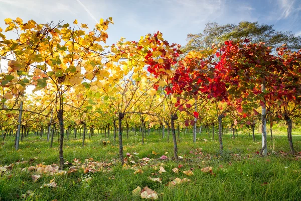 Sonnenuntergang im Weinberg — Stockfoto