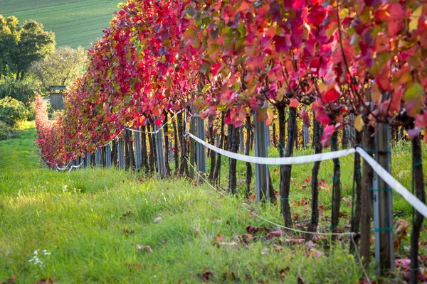 Sonnenuntergang im Weinberg — Stockfoto