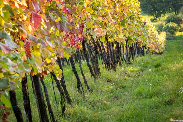 Coucher de soleil dans le vignoble — Photo