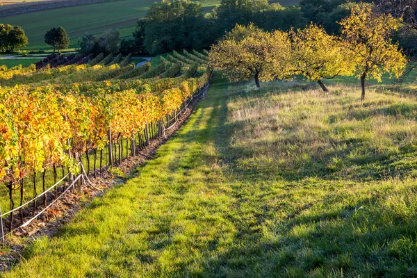 Puesta de sol del viñedo —  Fotos de Stock