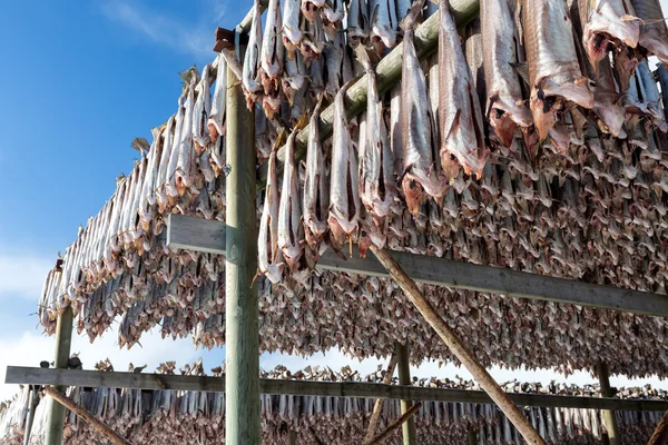 Cods dry on wooden stand, Lofoten, Noruega — Fotografia de Stock