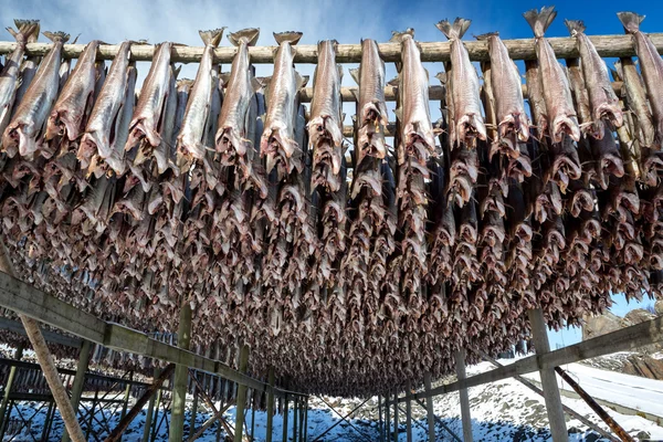 Kabeljauwen droog op houten voet, Lofoten, Noorwegen — Stockfoto