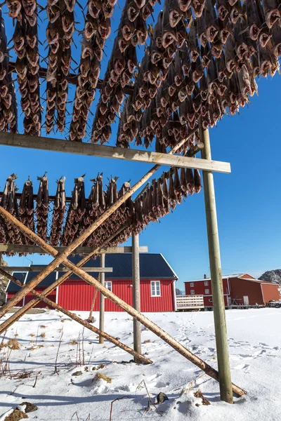 Kabeljauwen droog op houten voet, Lofoten, Noorwegen — Stockfoto