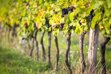 Bir asma sıcak ışık üzerinde şarap üzüm RIPE demet