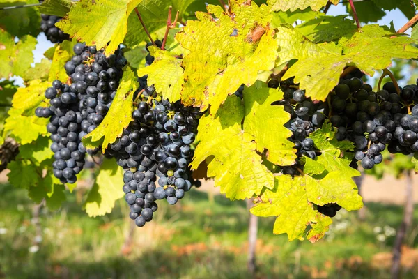 Дозрівають грона винограду на лозі в теплому світлі — стокове фото