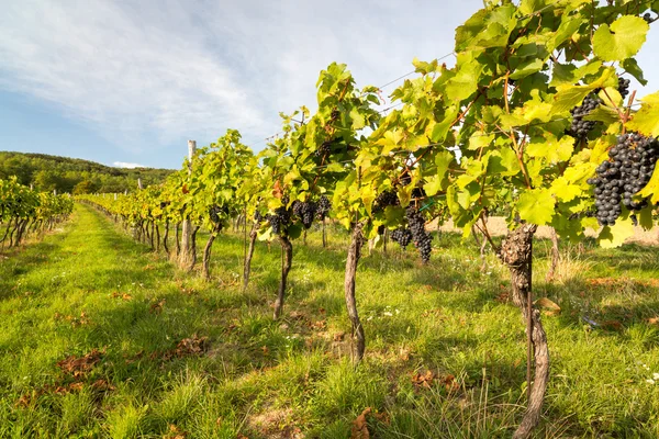 Satır Vines ılık ışık