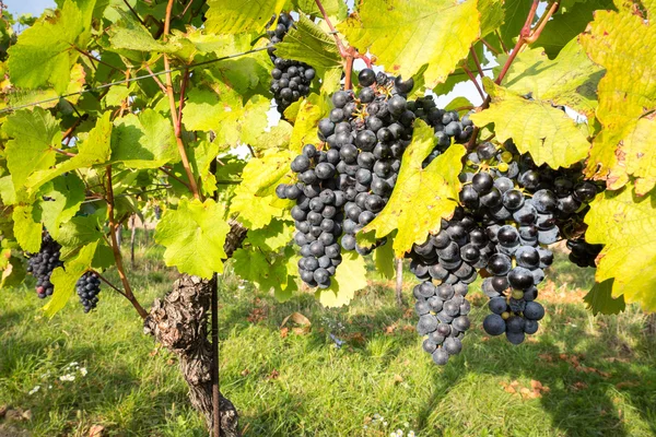 Cachos maduros de uvas de vinho em uma videira em luz quente — Fotografia de Stock