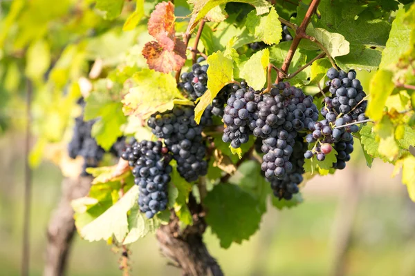 RIPE klasar av druvor för vinframställning på en vinstock varm belysning — Stockfoto