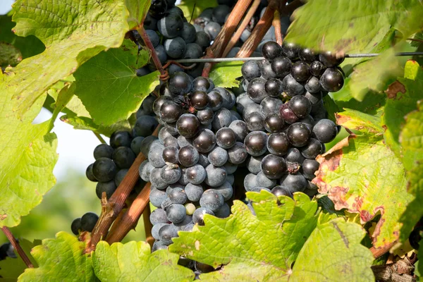Cachos maduros de uvas de vinho em uma videira em luz quente — Fotografia de Stock