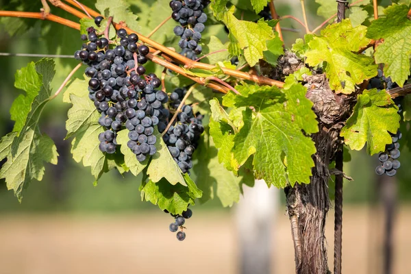 Cachos maduros de uvas de vinho em uma videira em luz quente — Fotografia de Stock