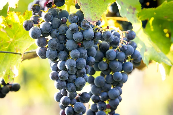 Cachos maduros de uvas de vinho em uma videira em luz quente — Fotografia de Stock