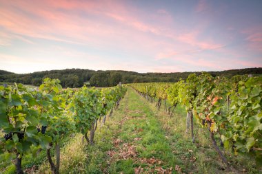 Güneş battıktan sonra Vines satırları
