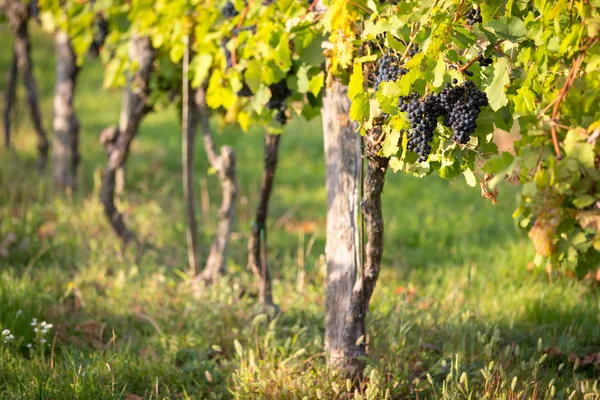 Maturare grappoli di uva da vino su una vite in luce calda — Foto Stock
