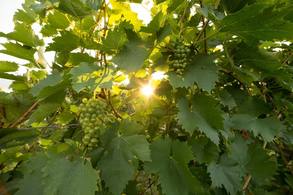 Cachos maduros de uvas de vinho em uma videira em luz quente — Fotografia de Stock