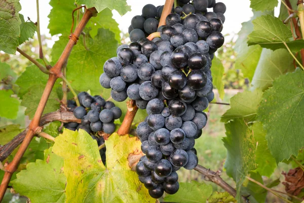 Cachos maduros de uvas de vinho em uma videira em luz quente — Fotografia de Stock