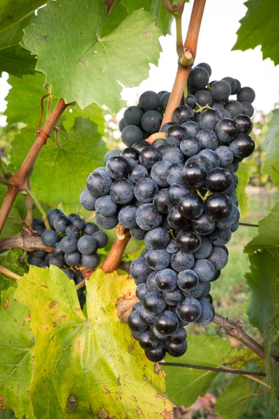 Cachos maduros de uvas de vinho em uma videira em luz quente — Fotografia de Stock