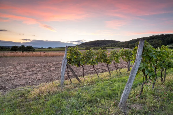 Rzędy winorośli, po zachodzie słońca — Zdjęcie stockowe