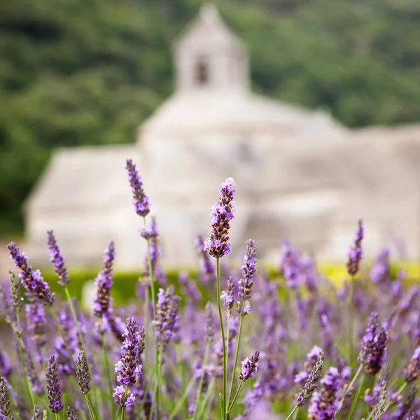 Abbaye de Senanque, Prowansja, Francja — Zdjęcie stockowe