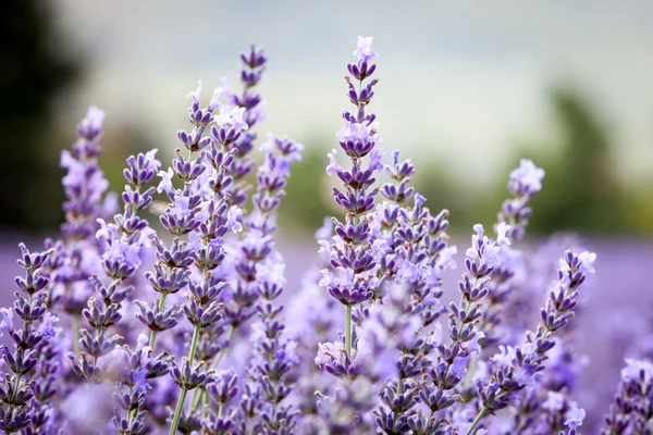 Lavanta çiçeği, Provence, Fransa — Stok fotoğraf