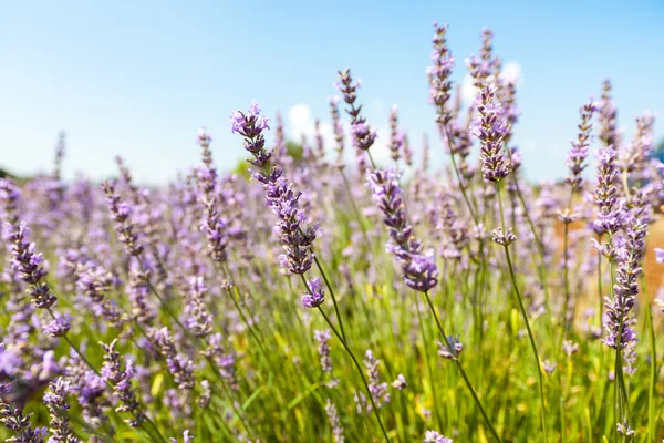 Lavanda flor, Provence, França — Fotografia de Stock