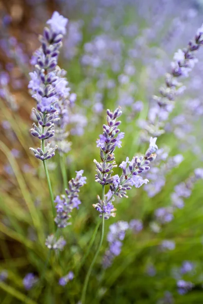 Lavender flower, Provence, France — Stock Photo, Image