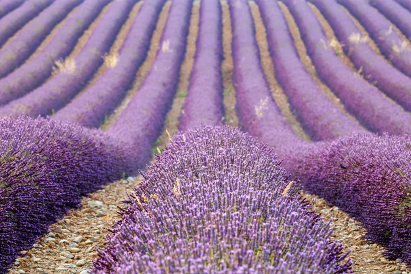 Лавандовое поле, Прованс, Франция — стоковое фото