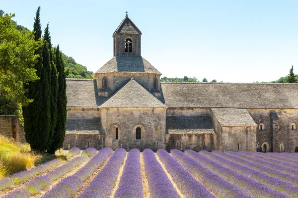 Abbene de Senanque near village Gordes, Vaucluse region, Provence — стоковое фото