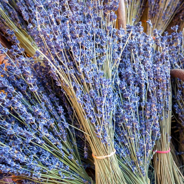 Bando de lavanda, Provence — Fotografia de Stock