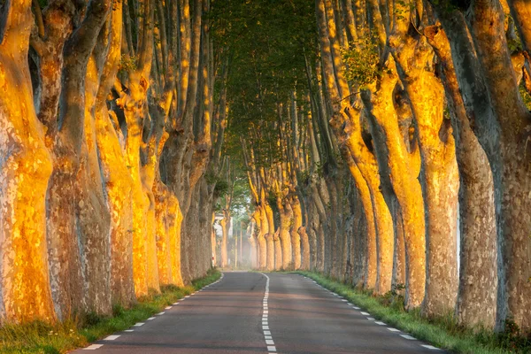 Avenue in provence, frankreich — Stockfoto