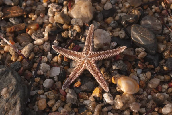 Brown starfish on a sand beach — Stock Photo, Image