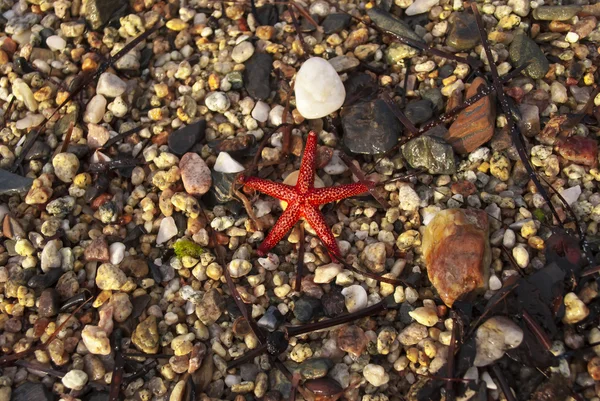 Brown red starfish on the sand — Stock Photo, Image