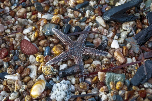Brown starfish on a sand beach — Stock Photo, Image