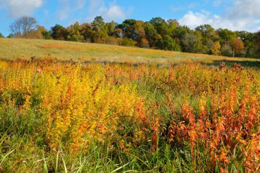 Güneşli bir Sonbahar Gününde Vahşi Çimenleri ve Renkli Yeşillikleriyle Canlı Sonbahar Çayırı